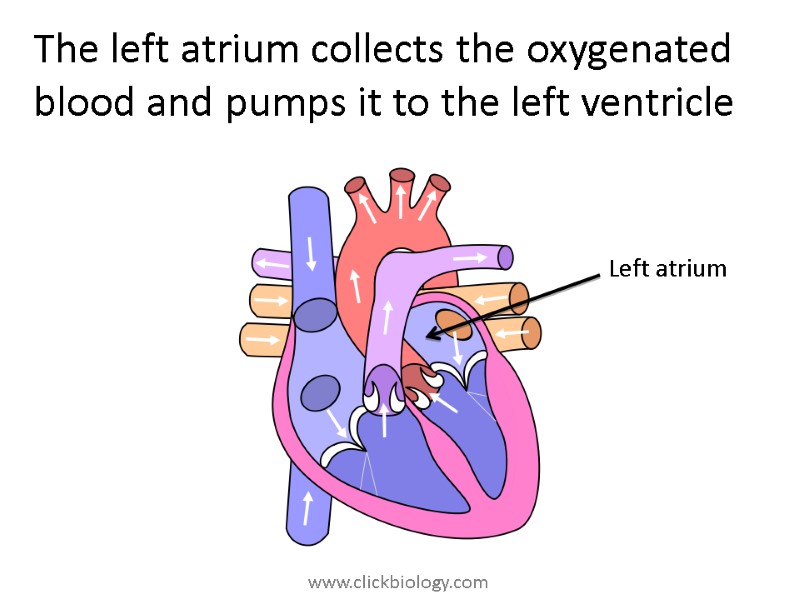 The left atrium collects the oxygenated blood and pumps it to the left ventricle